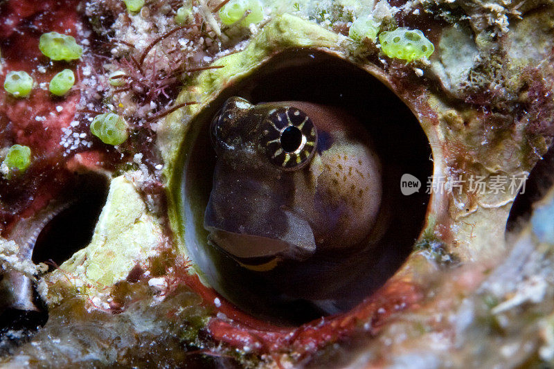 在马尔代夫，Blenny (Ecsenius minuutus)从色彩斑斓的珊瑚礁中探出